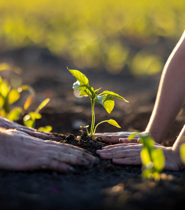 agricultura-regenerativa-zenagro