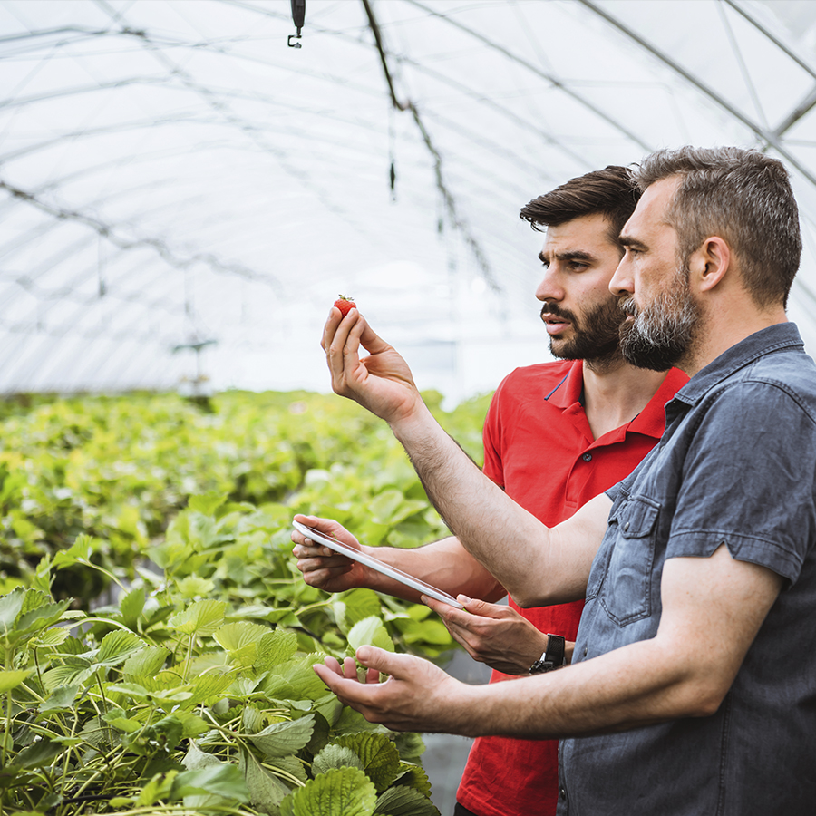 asesoramiento-tecnico-personalizado-fresas-huelva-zenagro