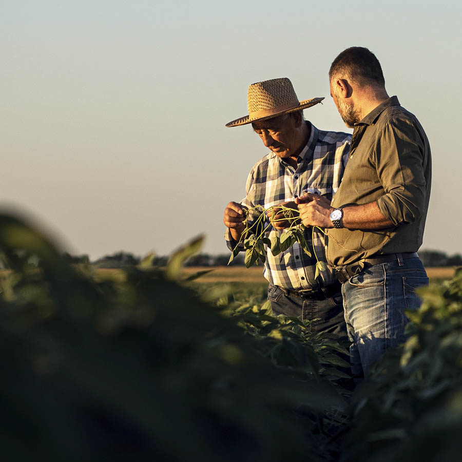 asesoramiento-tecnico-personalizado-fresas-huelva-zenagro.jpg